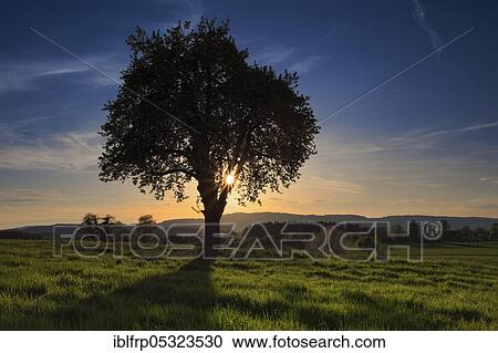 Stock Image - Pear tree, Zuercher Oberland, Pfannenstiel, Switzerland, pear tree, Europe. Fotosearch