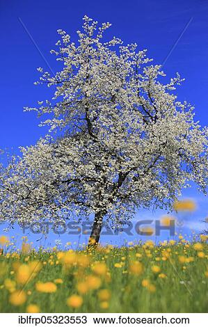 Stock Image - Pear tree, Zurich Oberland, Switzerland, Europe. Fotosearch