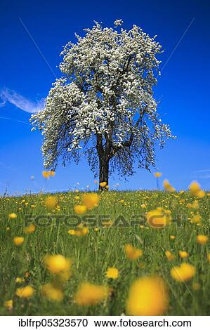 Stock Image - Pear tree, Zurich Oberland, Switzerland, Europe. Fotosearch