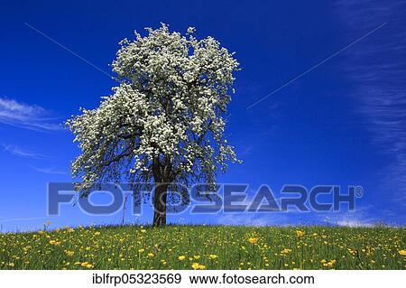 Stock Photo - Pear tree, Zurich Oberland, Switzerland, Europe. Fotosearch