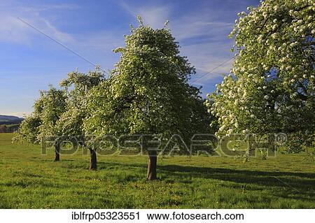 Stock Image - Pear trees, orchard, fruit meadow, Zurich Oberland, Switzerland, Europe. Fotosearch