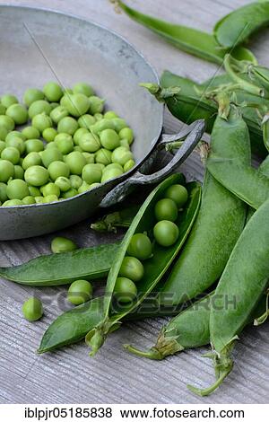 Peas ( Pisum sativum) green in shell and pods View Large Photo Image Stock Photo - Peas ( Pisum sativum) green in shell and pods. Fotosearch