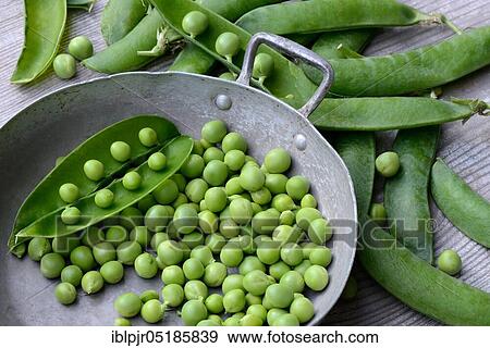 Stock Photo - Peas ( Pisum sativum) green in shell and pods. Fotosearch