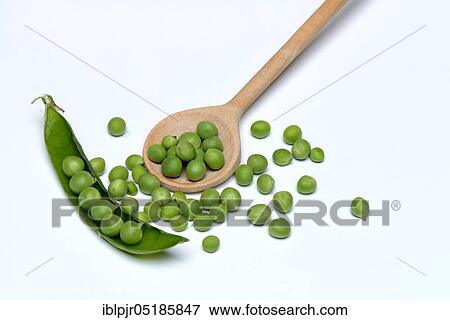 Peas ( Pisum sativum) green with cooking spoon, pods View Large Photo Image Stock Photo - Peas ( Pisum sativum) green with cooking spoon, pods. Fotosearch