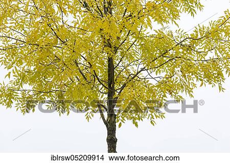 Pecantree (Carya illinoinensis), in autumn View Large Photo Image Picture - Pecantree (Carya illinoinensis), in autumn. Fotosearch