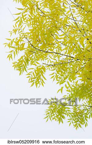 Pecantree (Carya illinoinensis), in autumn View Large Photo Image Stock Photograph - Pecantree (Carya illinoinensis), in autumn. Fotosearch