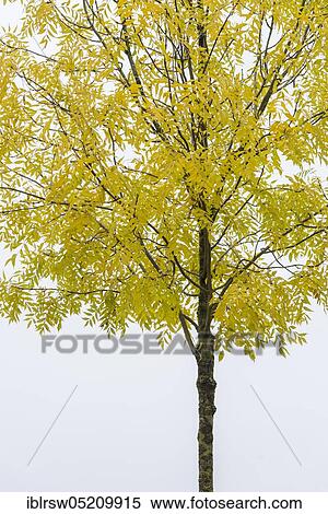 Pecantree (Carya illinoinensis), in autumn View Large Photo Image Stock Photography - Pecantree (Carya illinoinensis), in autumn. Fotosearch