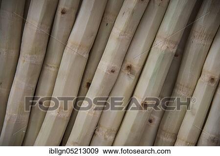 Stock Photo - Peeled Bamboo stems at a market, Xian, Shaanxi Province, China, Asia. Fotosearch