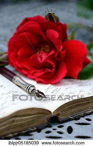 Stock Photo - Penholder on book with old writing, red rose, handwriting. Fotosearch