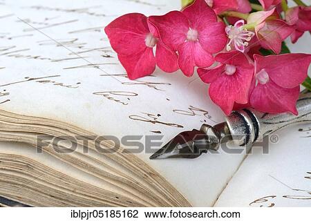 Stock Image - Penholder with quill on book with old manuscript and hydrangea blossom. Fotosearch