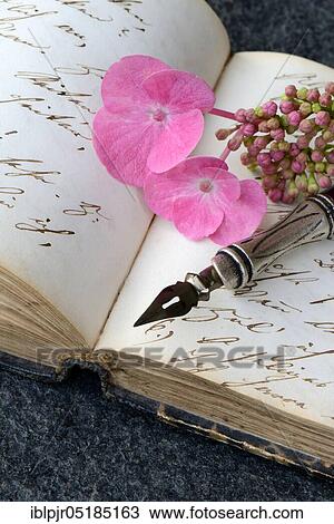 Penholder with quill on book with old manuscript and hydrangea blossom View Large Photo Image Stock Image - Penholder with quill on book with old manuscript and hydrangea blossom. Fotosearch