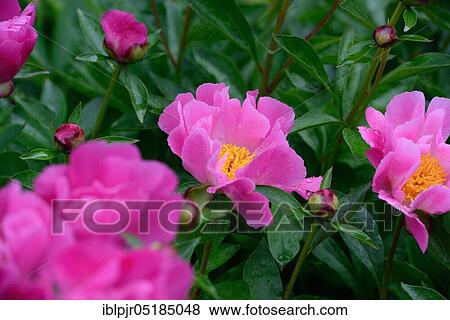 Stock Photo - Peony( Paeonia lactiflora), Thoma variety. Fotosearch