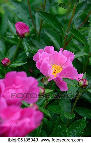 Stock Photo - Peony( Paeonia lactiflora), Thoma variety. Fotosearch