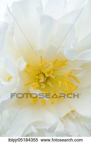 Peony( Paeonia lactiflora), variety La Rosiere, Crousse 1888 View Large Photo Image Stock Photography - Peony( Paeonia lactiflora), variety La Rosiere, Crousse 1888. Fotosearch