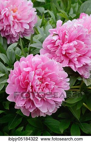 Peony (Paeonia lactiflora), variety Mme E. Debatene, breeder Dessert-Doriat 1927 View Large Photo Image Stock Image - Peony (Paeonia lactiflora), variety Mme E. Debatene, breeder Dessert-Doriat 1927. Fotosearch