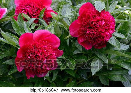 Stock Photo - Peony, Red Charm variety( Paeonia lactiflora x officinalis), grower Glasscock 1944, bloom, blossom, blooming, blooming, red, plant, plants, flower, flowers, garden plant, garden plants, ornamental plant. Fotosearch