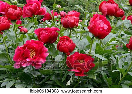 Peony, variety Postilion ( Paeonia lactiflora x officinalis) View Large Photo Image Stock Photo - Peony, variety Postilion ( Paeonia lactiflora x officinalis). Fotosearch