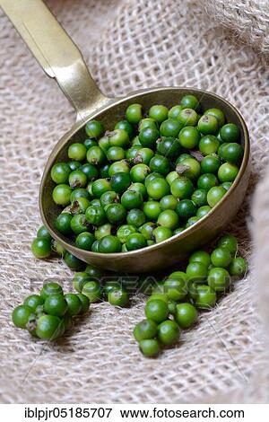 Pepper ( Piper nigrum) in brass ladle, Pepperrirspe, Pepper pancakes, Peppercorns View Large Photo Image Stock Photo - Pepper ( Piper nigrum) in brass ladle, Pepperrirspe, Pepper pancakes, Peppercorns. Fotosearch