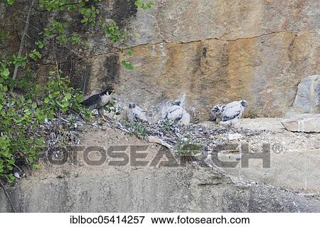 Peregrine falcon Falcon (Falco peregrinus) at the nest, Lower Bavaria, Bavaria, Germany, Europe View Large Photo Image Stock Photo - Peregrine falcon Falcon (Falco peregrinus) at the nest, Lower Bavaria, Bavaria, Germany, Europe. Fotosearch
