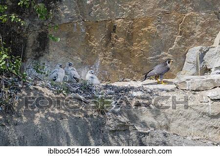 Peregrine falcon Falcon (Falco peregrinus) at the nest, Lower Bavaria, Bavaria, Germany, Europe View Large Photo Image Stock Photograph - Peregrine falcon Falcon (Falco peregrinus) at the nest, Lower Bavaria, Bavaria, Germany, Europe. Fotosearch