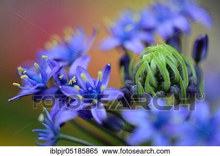 Peruvian Blue Star ( Scilla peruviana) View Large Photo Image Stock Photography - Peruvian Blue Star ( Scilla peruviana). Fotosearch
