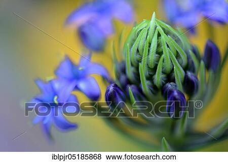 Peruvian squill ( Scilla) peruviana View Large Photo Image Stock Photo - Peruvian squill ( Scilla) peruviana. Fotosearch