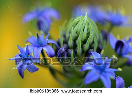 Peruvian squill ( Scilla) peruviana View Large Photo Image Stock Photograph - Peruvian squill ( Scilla) peruviana. Fotosearch