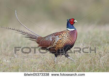 Pheasant (Phasianus colchicus), male, island of Texel, Netherlands View Large Photo Image Stock Photo - Pheasant (Phasianus colchicus), male, island of Texel, Netherlands. Fotosearch