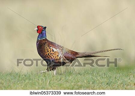 Stock Photo - Pheasant (Phasianus colchicus), male, island of Texel, Netherlands. Fotosearch