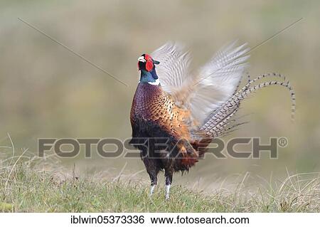 Pheasant (Phasianus colchicus), male, island of Texel, Netherlands View Large Photo Image Stock Photograph - Pheasant (Phasianus colchicus), male, island of Texel, Netherlands. Fotosearch