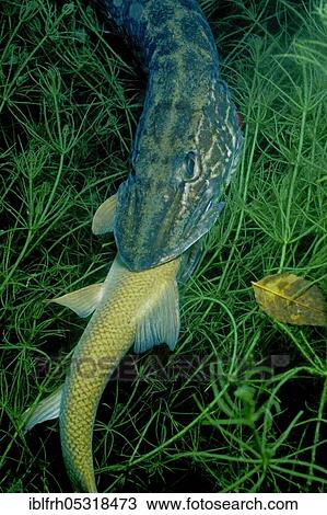 Stock Image - Pike (Esox lucius) eats barbel, Baden-Württemberg (Barbus barbus), Germany, Europe. Fotosearch