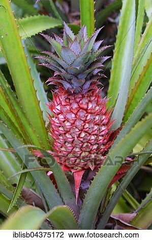 Pineapple plant with ripe pineapple (Ananas bracteatus), origin South America, Jardín de Aclimatión de La Orotava, Botanical Garden, Puerto de la Cruz, Tenerife, Spain, Europe View Large Photo Image Stock Image - Pineapple plant with ripe pineapple (Ananas bracteatus), origin South America, Jardín de Aclimatión de La Orotava, Botanical Garden, Puerto de la Cruz, Tenerife, Spain, Europe. Fotosearch