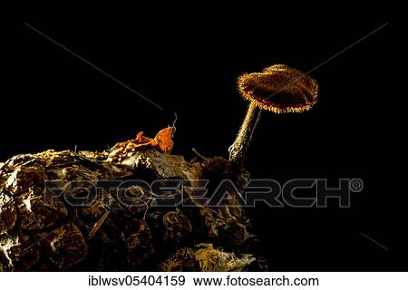Pinecone mushroom (Auriscalpium vulgare), conifer cone, pine cone, Mecklenburg-Vorpommern, Germany, Europe View Large Photo Image Stock Photo - Pinecone mushroom (Auriscalpium vulgare), conifer cone, pine cone, Mecklenburg-Vorpommern, Germany, Europe. Fotosearch