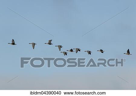 Pink-footed geese (Anser brachyrhynchus) in flight, Svalbard, Spitsbergen, Norway, Europe View Large Photo Image Stock Image - Pink-footed geese (Anser brachyrhynchus) in flight, Svalbard, Spitsbergen, Norway, Europe. Fotosearch