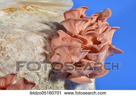 Stock Image - Pink oyster mushroom, common pink oyster mushroom (Pleurotus salmoneo stramineus) (Pleurotus djamor). Fotosearch