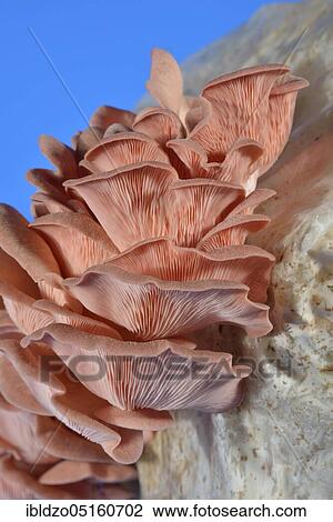 Pink oyster mushroom, common pink oyster mushroom (Pleurotus salmoneo stramineus) (Pleurotus djamor) View Large Photo Image Stock Image - Pink oyster mushroom, common pink oyster mushroom (Pleurotus salmoneo stramineus) (Pleurotus djamor). Fotosearch