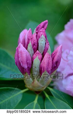 Picture - Pink Pearl' rising rhododendron flower ( griffithianum hybrid). Fotosearch