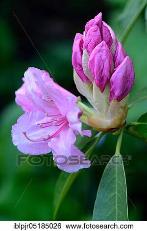 Stock Photograph - Pink Pearl' rising rhododendron flower ( griffithianum hybrid). Fotosearch