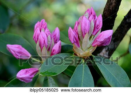 Stock Photography - Pink Pearl' rising rhododendron flower ( griffithianum hybrid). Fotosearch