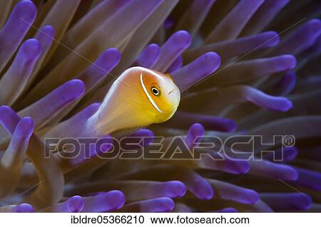 Pink skunk clownfish (Amphiprion perideraion), Great Barrier Reef, Australia, Oceania View Large Photo Image Stock Image - Pink skunk clownfish (Amphiprion perideraion), Great Barrier Reef, Australia, Oceania. Fotosearch