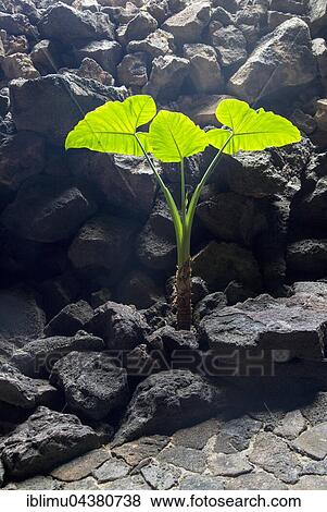 Plant in Cueva de Los Verdes, cave tourist attraction in lava tube, Lanzarote, Canary Islands, Spain, Europe View Large Photo Image Stock Photo - Plant in Cueva de Los Verdes, cave tourist attraction in lava tube, Lanzarote, Canary Islands, Spain, Europe. Fotosearch