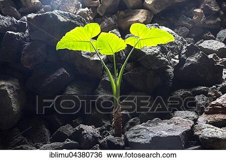 Plant in Cueva de Los Verdes, cave tourist attraction in lava tube, Lanzarote, Canary Islands, Spain, Europe View Large Photo Image Stock Photograph - Plant in Cueva de Los Verdes, cave tourist attraction in lava tube, Lanzarote, Canary Islands, Spain, Europe. Fotosearch
