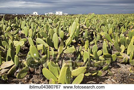 Plantation of Prickly Pear (Opuntia ficus-indica) for cochineal production, Mala, Lanzarote, Canary Islands, Spain, Europe View Large Photo Image Stock Photo - Plantation of Prickly Pear (Opuntia ficus-indica) for cochineal production, Mala, Lanzarote, Canary Islands, Spain, Europe. Fotosearch