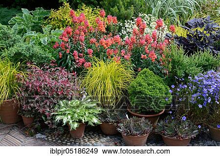 Planted flower pots with snapdragon( Hosta), houseleek View Large Photo Image Stock Photo - Planted flower pots with snapdragon( Hosta), houseleek. Fotosearch