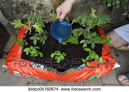 Picture - Planting bag with potting soil. Fotosearch