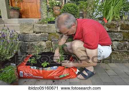 Planting bag with potting soil View Large Photo Image Stock Image - Planting bag with potting soil. Fotosearch