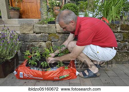 Planting bag with potting soil View Large Photo Image Stock Image - Planting bag with potting soil. Fotosearch