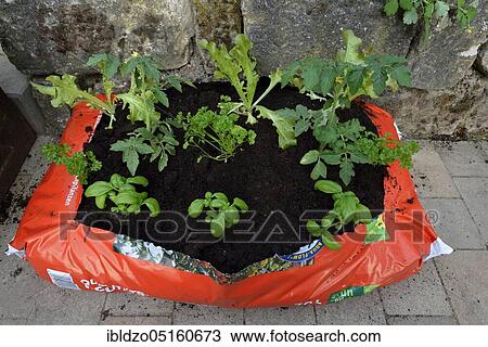 Planting bag with potting soil View Large Photo Image Stock Image - Planting bag with potting soil. Fotosearch