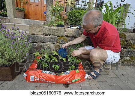 Planting bag with potting soil View Large Photo Image Stock Photograph - Planting bag with potting soil. Fotosearch