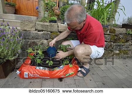 Planting bag with potting soil View Large Photo Image Stock Photography - Planting bag with potting soil. Fotosearch